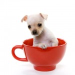 Teacup_Chihuahua_Puppy_600