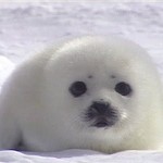 baby seal